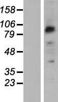 Human PCDHB2 / Protocadherin Beta 2 Protein (Over-Expression Lysate Myc-DDK (Flag))
