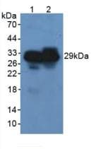 CELA3B / ELA3B Antibody (aa29-270)