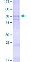 Human CXCR4 Protein (Recombinant GST)