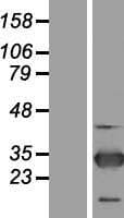 RNF114 / ZNF313 Protein (Over-Expression Lysate Myc-DDK (Flag))
