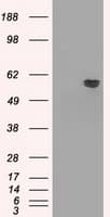 AKT2 Antibody (clone OTI4G1)