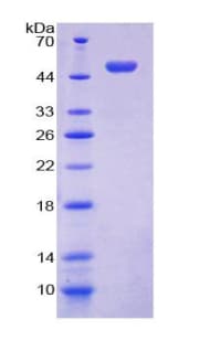Human LGALS13 / Galectin 13 Protein (Recombinant His-GST)