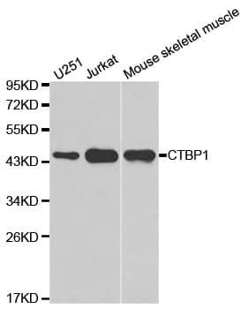CTBP1 / CTBP Antibody