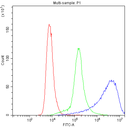 PPP1R12A / MYPT1 Antibody (aa1-40)
