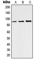 RAP1GAP Antibody (C-Terminus)