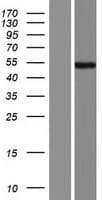 ANHX Protein (Over-Expression Lysate Myc-DDK (Flag))