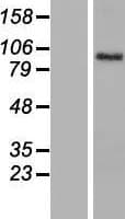 BCAN / Brevican Protein (Over-Expression Lysate Myc-DDK (Flag))