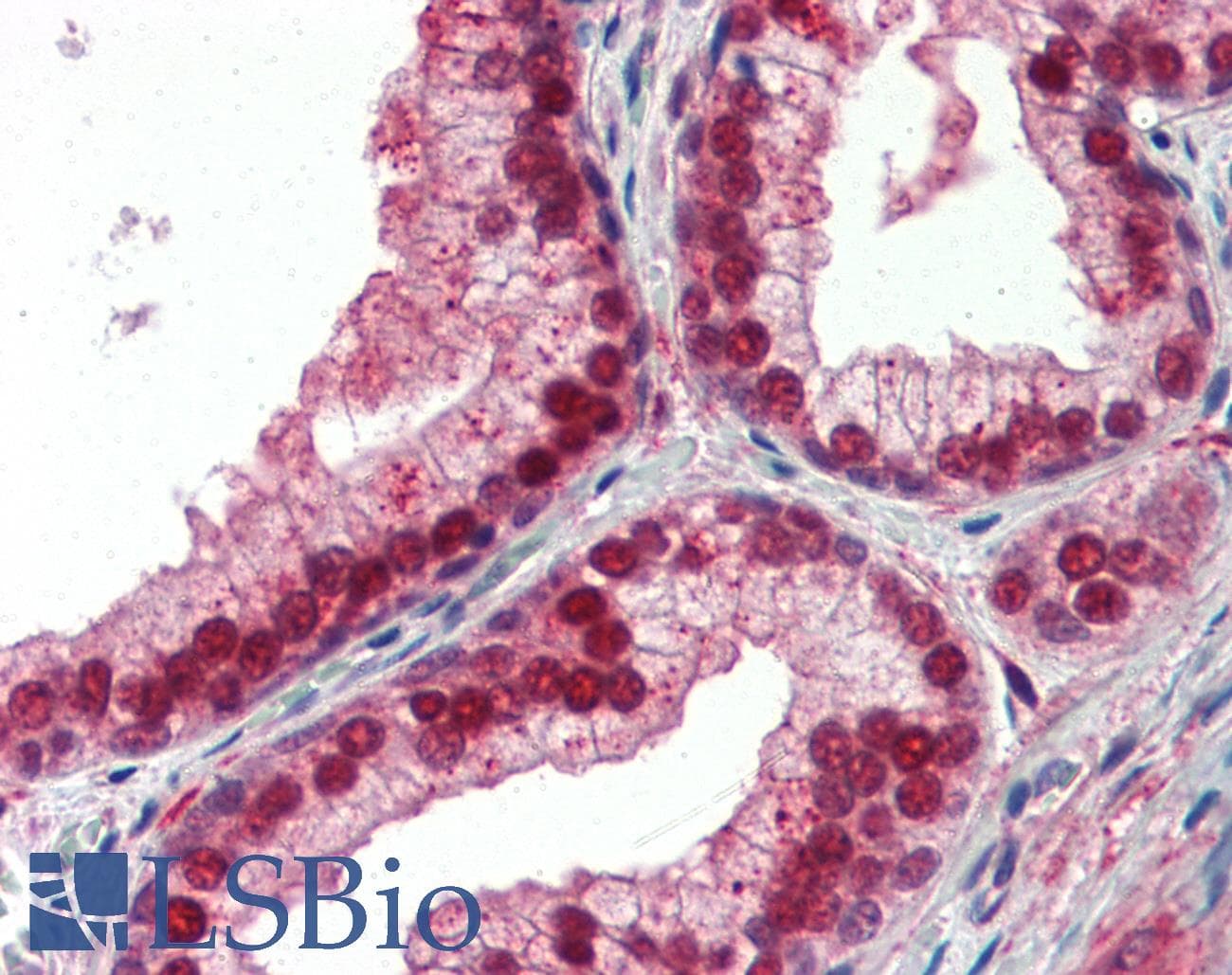 NF1A / NFIX Antibody (aa181-230)
