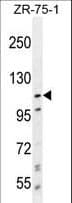 PCDHA8 Antibody (aa773-800)