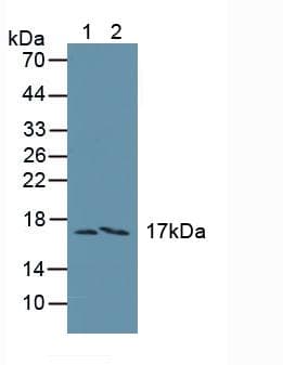 FAM19A3 Antibody (aa44-130)