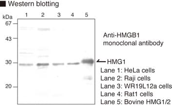 HMG1 / HMGB1 Antibody (clone KS1)
