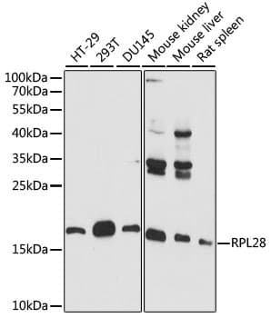 RPL28 / Ribosomal Protein L28 Antibody