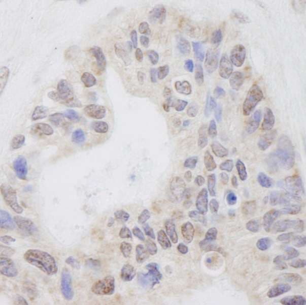 RNF40 / STARING Antibody (aa540-590)