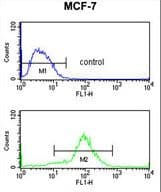 Polyclonal Rabbit anti-Human MOB2 Antibody (aa5-32, IHC, WB)