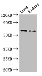 Polyclonal Rabbit anti-Rat PLBD2 Antibody (WB)