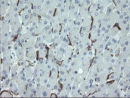 CDKN2B / p15 INK4b Antibody (clone OTI2D11)