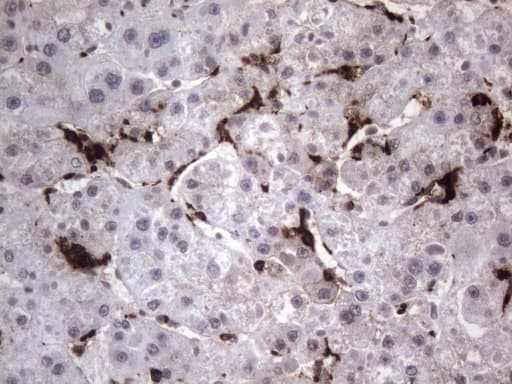 CD68 Antibody (clone KP1)