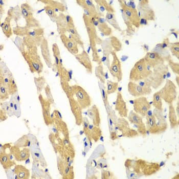 HMT / HNMT Antibody