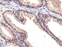 CBWD1 Antibody (clone OTI3A11, Carrier-free)