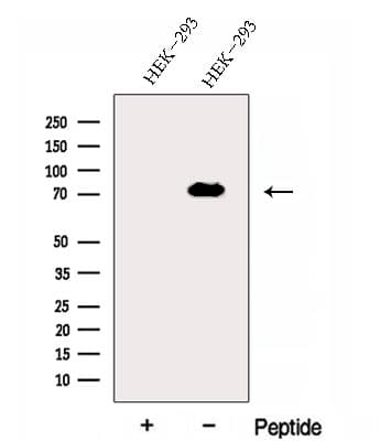 EXOC7 Antibody