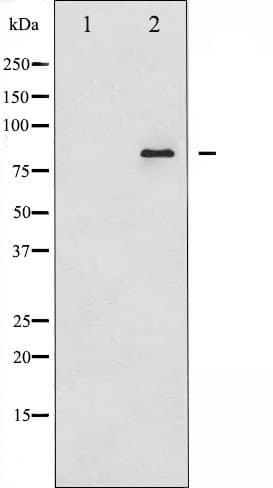 ATXN1 / SCA1 Antibody