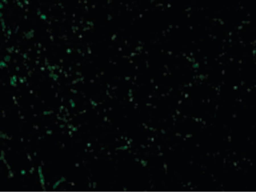 IHC-plus™ CIDEA / CIDE-A Antibody