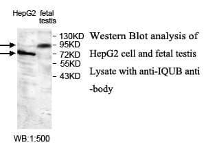 Polyclonal Rabbit anti-Human IQUB Antibody (aa448-619, IHC, WB)