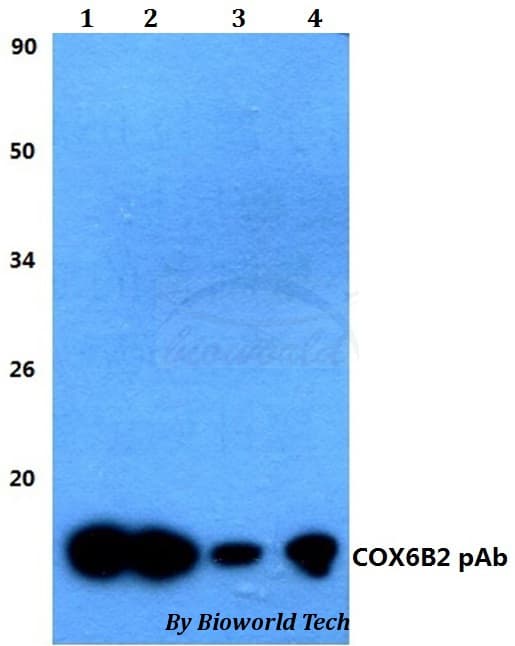 COX6B2 Antibody