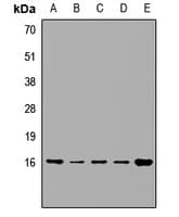 Polyclonal Rabbit anti-Human VAMP4 / VAMP-4 Antibody (WB)