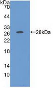 FOLR1 / Folate Receptor Alpha Antibody (aa25-234, APC)
