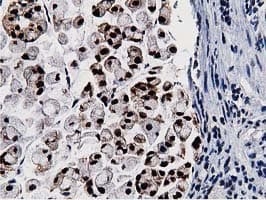 NT5DC1 Antibody (clone OTI2A1)