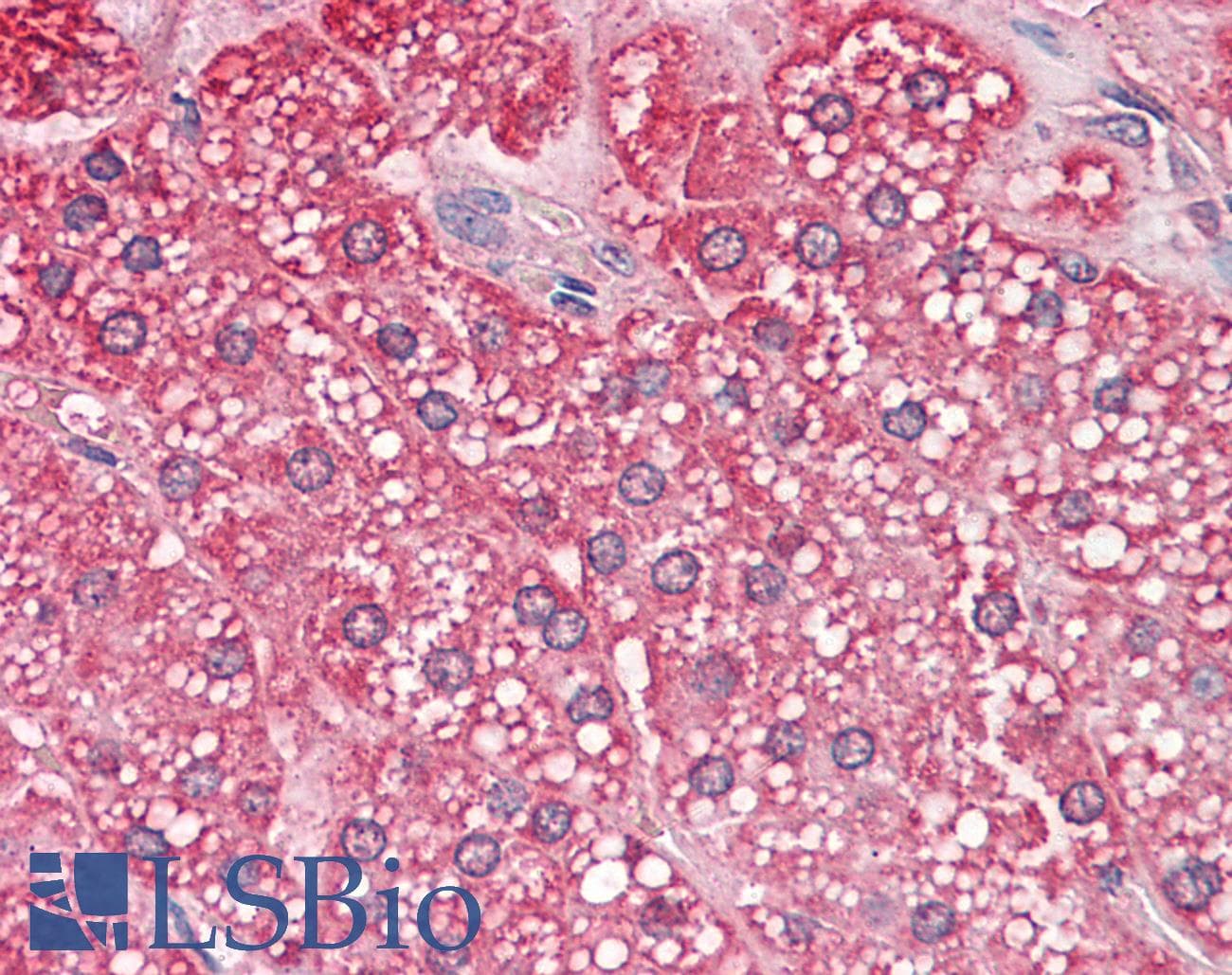 IHC-plus™ QSOX2 Antibody (Internal)