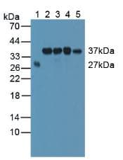 SMN1 Antibody (aa16-251)