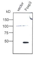 FOXP3 Antibody (C-Terminus)