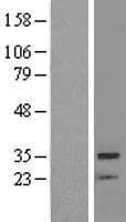 BRMS1 Protein (Over-Expression Lysate Myc-DDK (Flag))