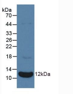 NPPA / ANP Antibody (Biotin)