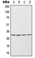 Polyclonal Rabbit anti-Human Endonuclease G / ENDOG Antibody (Internal, WB)