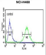 XPA Antibody (aa221-250)