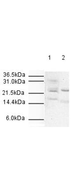 IHC-plus™ ANAPC10 / APC10 Antibody