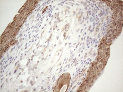 Monoclonal Mouse anti-Human CDC6 Antibody (clone OTI1A4, Carrier-free, IHC, WB)