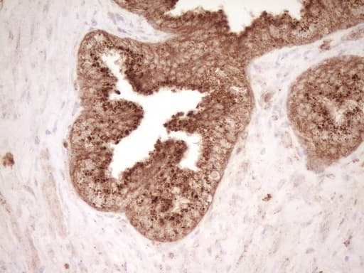 CD40 Antibody (aa21-166, clone OTI8B8)
