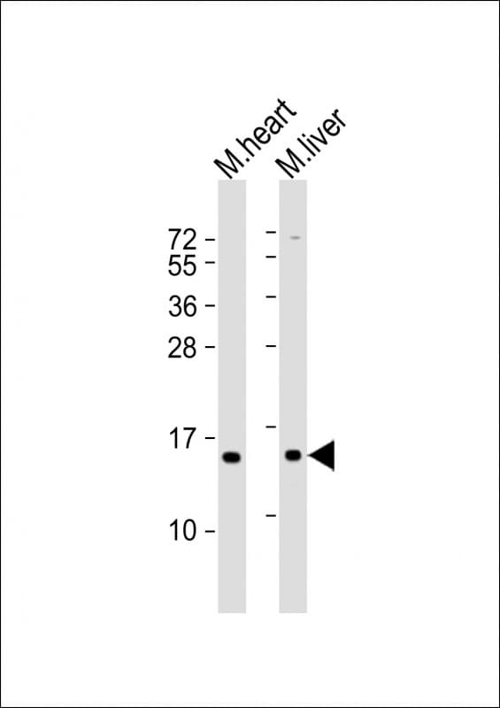 NDUFA7 Antibody (aa19-53)