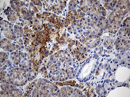 COX17 Antibody (aa2-63, clone OTI7H5)