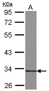 HIBADH Antibody