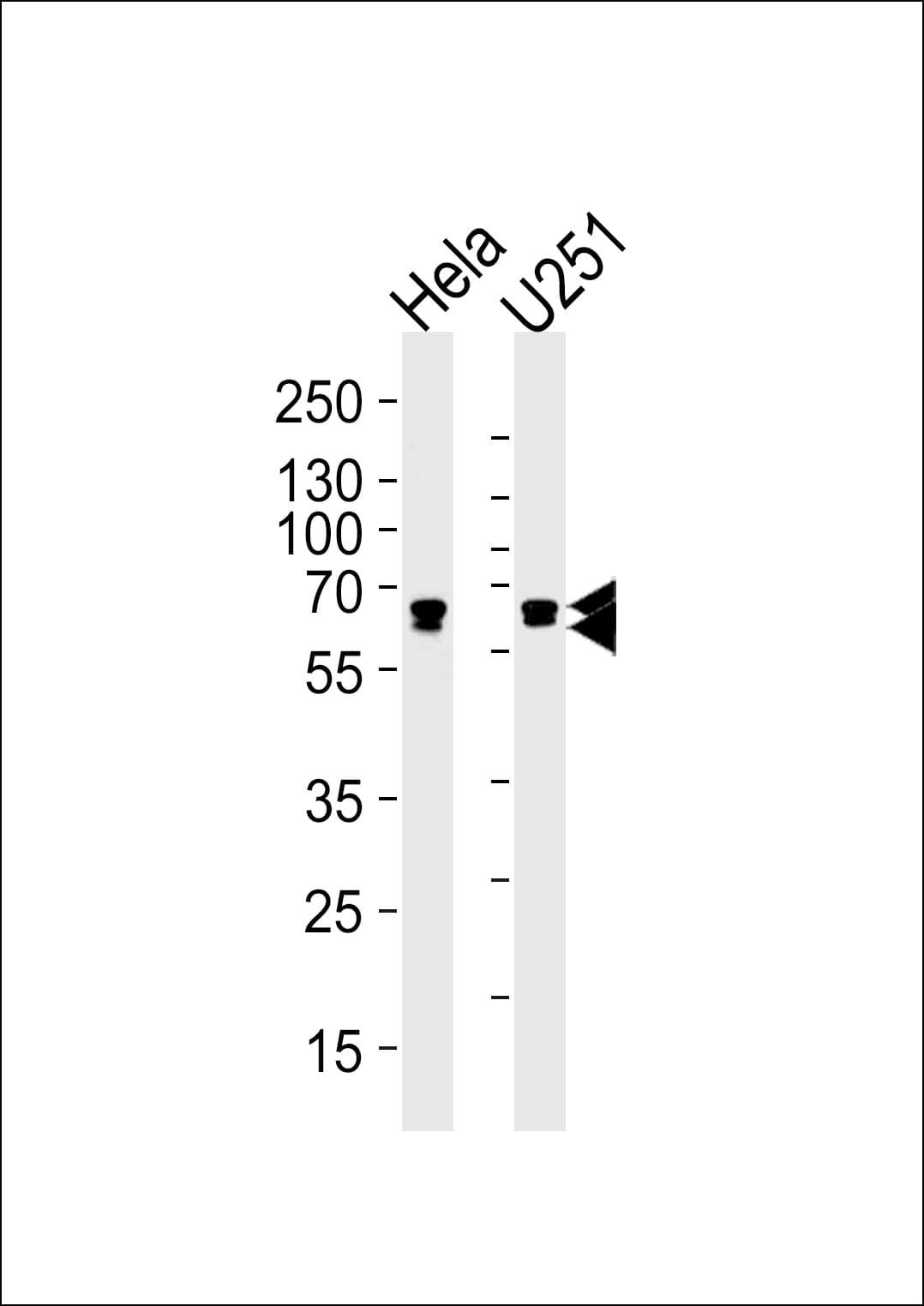 FUBP3 Antibody (N-Terminus, clone 1216CT820.155.150)