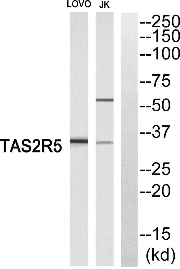Polyclonal Rabbit anti-Human T2R5 / TAS2R5 Antibody (WB)