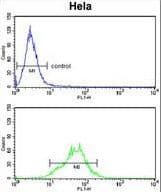 LDHA / LDH1 Antibody (aa154-182)
