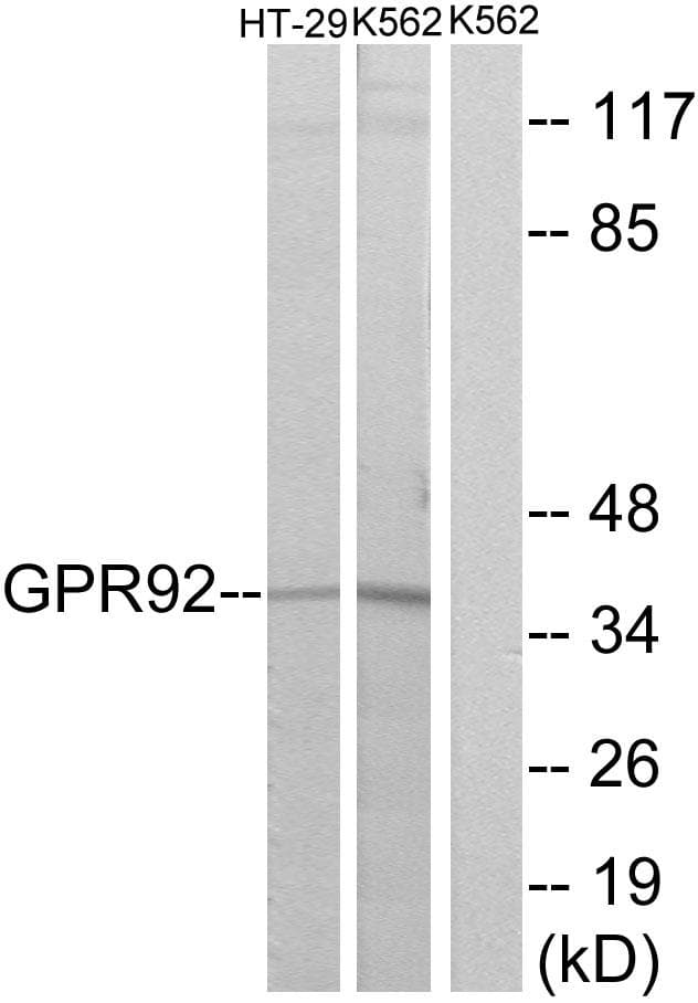 Polyclonal Rabbit anti-Human LPAR5 / GPR92 Antibody (WB)