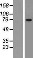 SLCO1C1 / OATPF Protein (Over-Expression Lysate Myc-DDK (Flag))