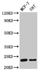 HIST1H1B Antibody